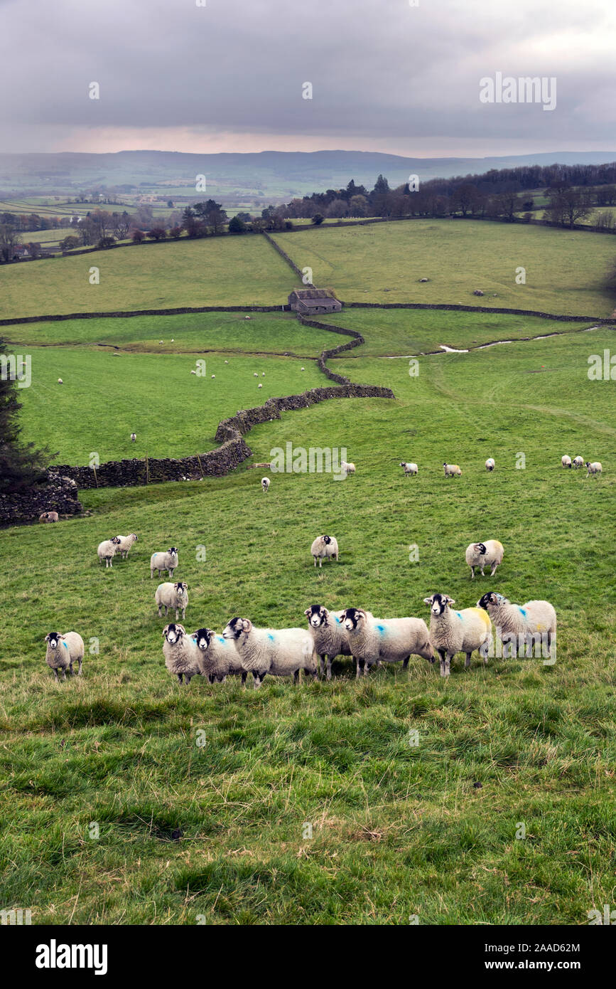 Under a heavy Autumn sky Swaledale breed sheep graze near Austwick in the Yorkshire Dales National Park Stock Photo