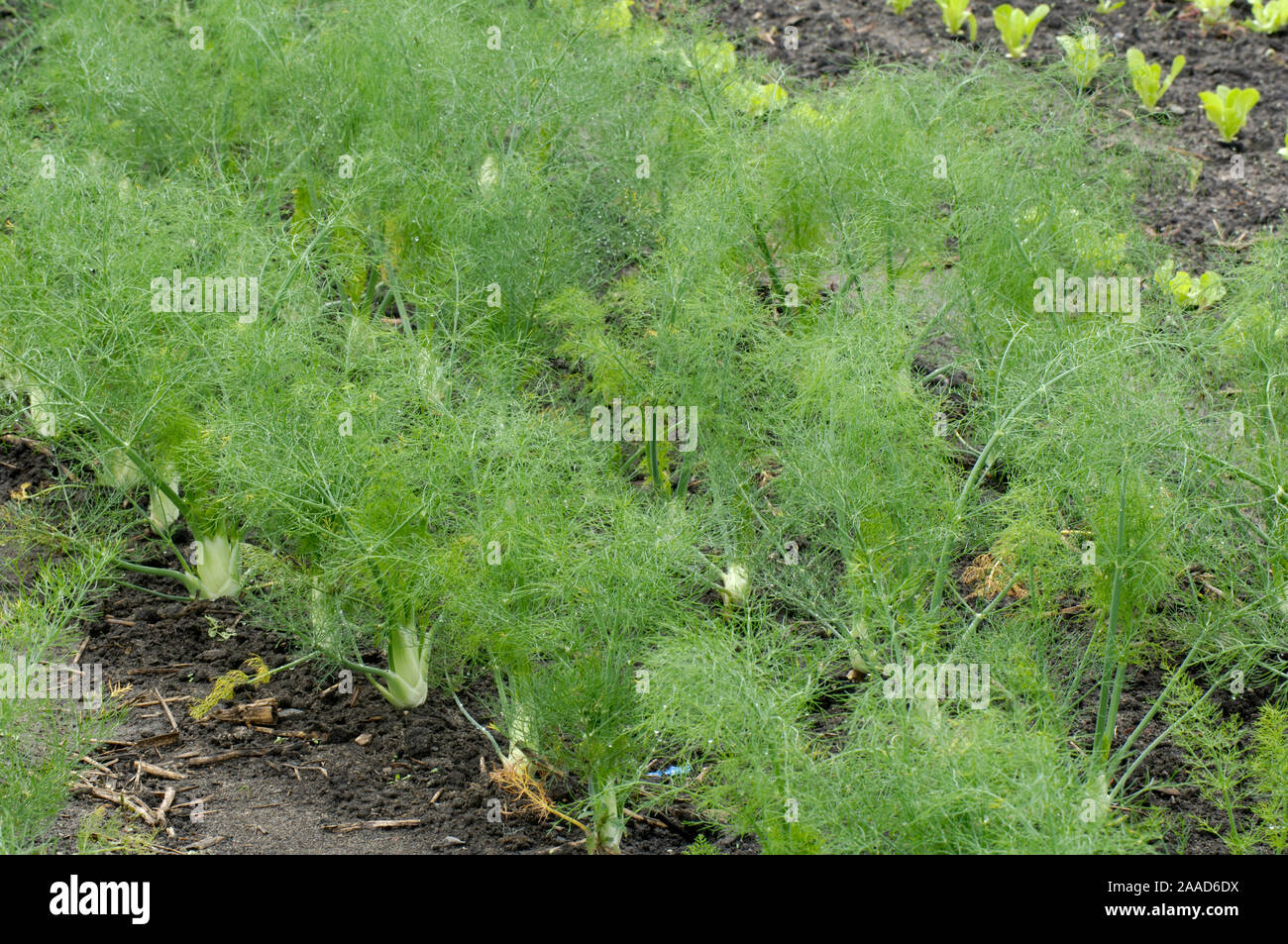 Field with vegetables, salad and fennel | Oekologischer Gemueseanbau, Gemüsefeld, Bioanbau, Demeter, Bio, Gesunde Nahrung, Agrarwirtschaft, Salat und Stock Photo