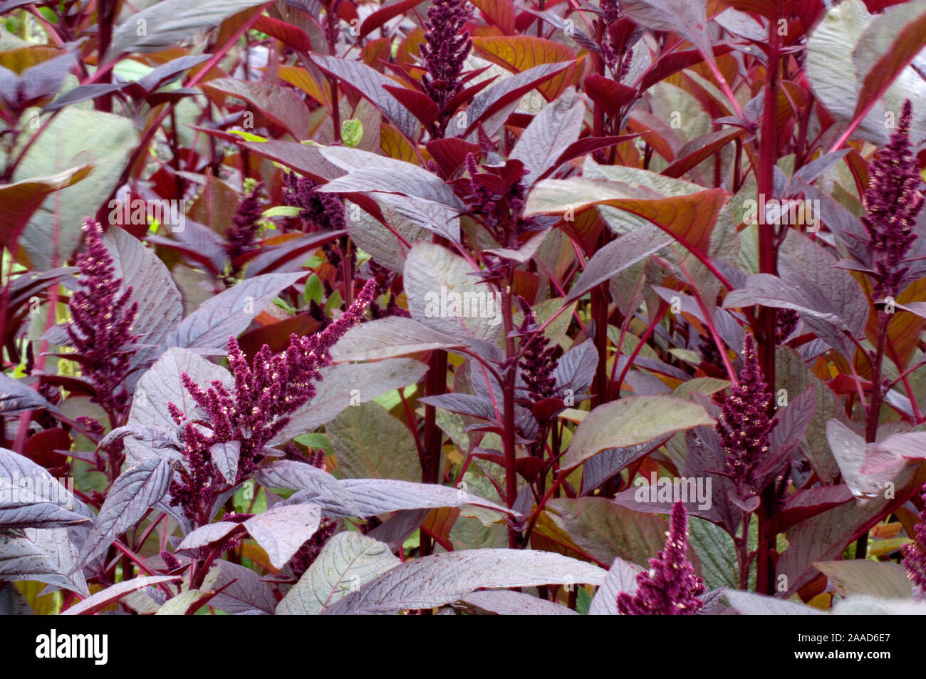Amaranth, Love-lies-bleeding / (Amaranthus caudatus) | Garten Fuchsschwanz / (Amaranthus caudatus) Stock Photo