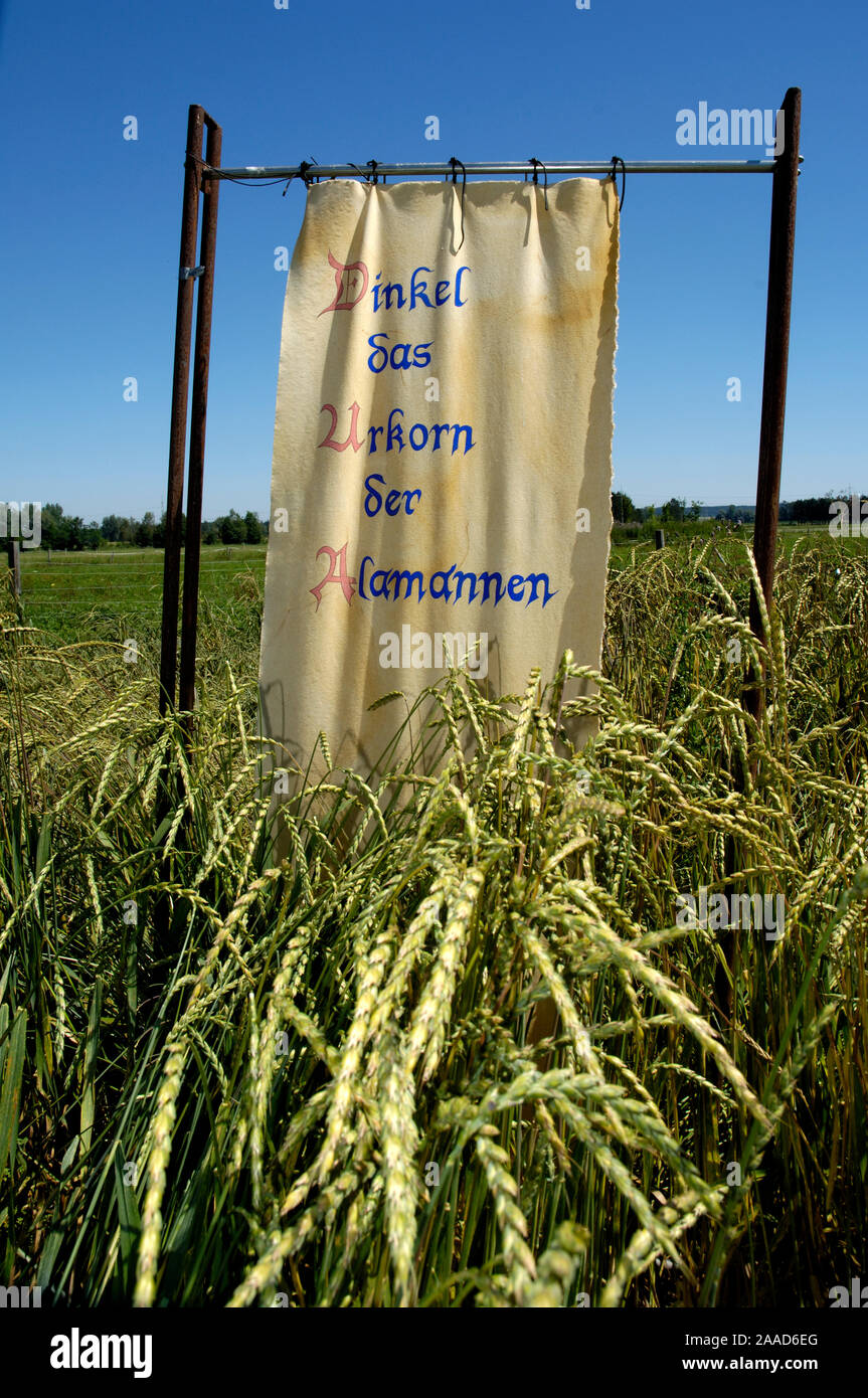 Spelt Wheat / (Triticum spelta) | Dinkel / (Triticum spelta) / Stock Photo