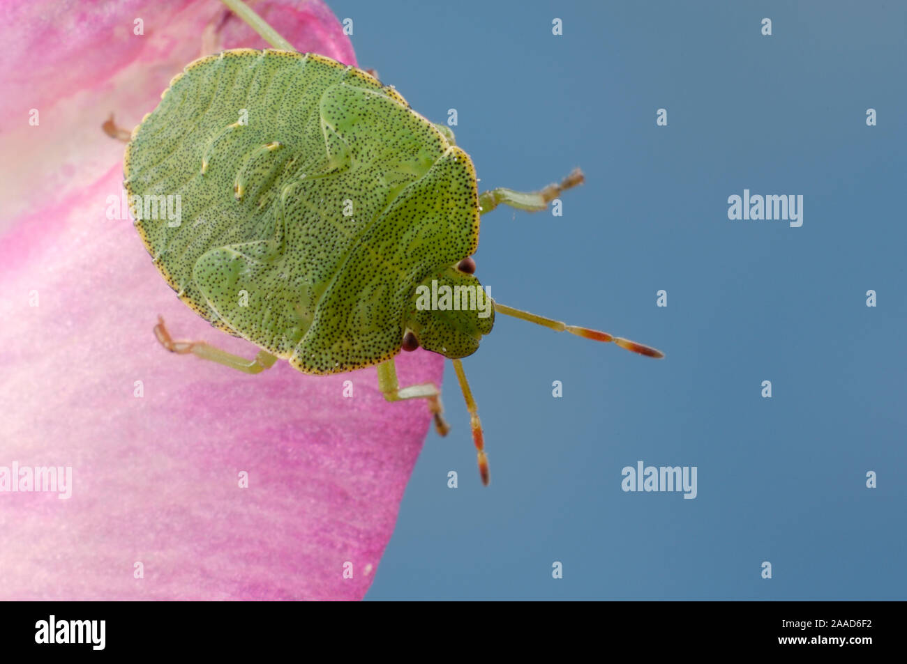 Common Green Shield Bug / (Palomena prasina) | Gruene Schildwanze / (Palomena prasina) / Grüne Schildwanze Stock Photo