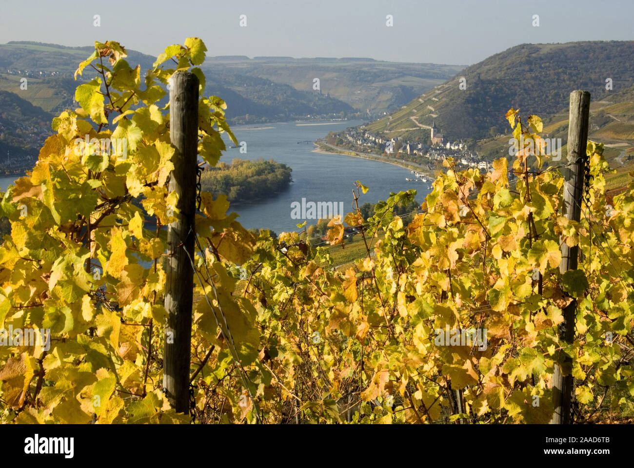 Europa; Deutschland; Rheinland-Pfalz; Mittelrhein; Lorch; Herbst; Herbstlandschaft; Rheintal; Unesco; Weinberg; Fluss; Rhein; Reise Stock Photo