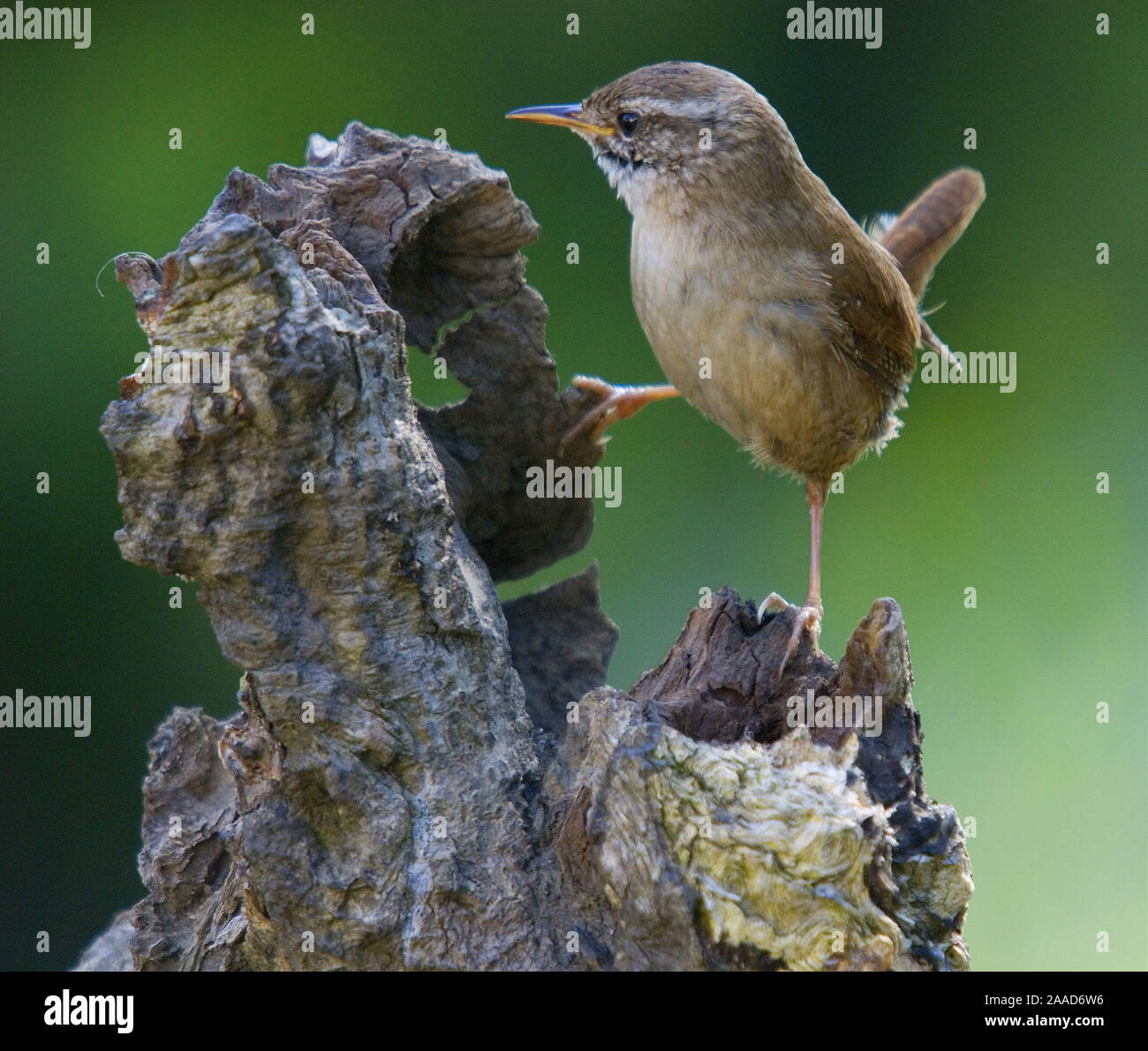 Tier; Tiere; Vogel; Voegel, Saenger; Zaunkoenig; Troglodytidae; Wren; Troglodyte mignon; Stock Photo
