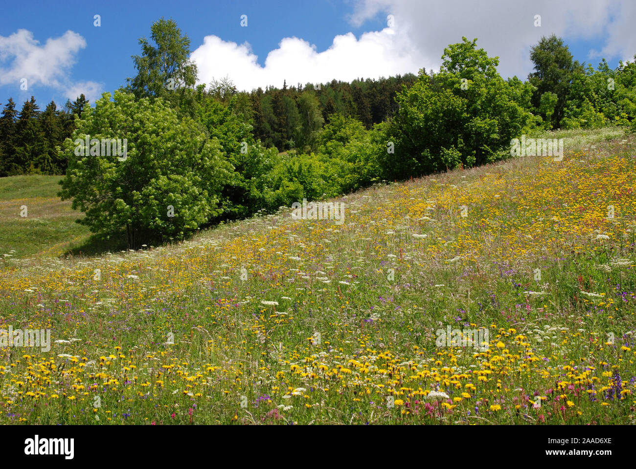 Europa; Schweiz; Albinen; Wallis; Berg; Bergwiese; Blumen; Blumenwiese; bunt; bunte; Landschaft; Stock Photo