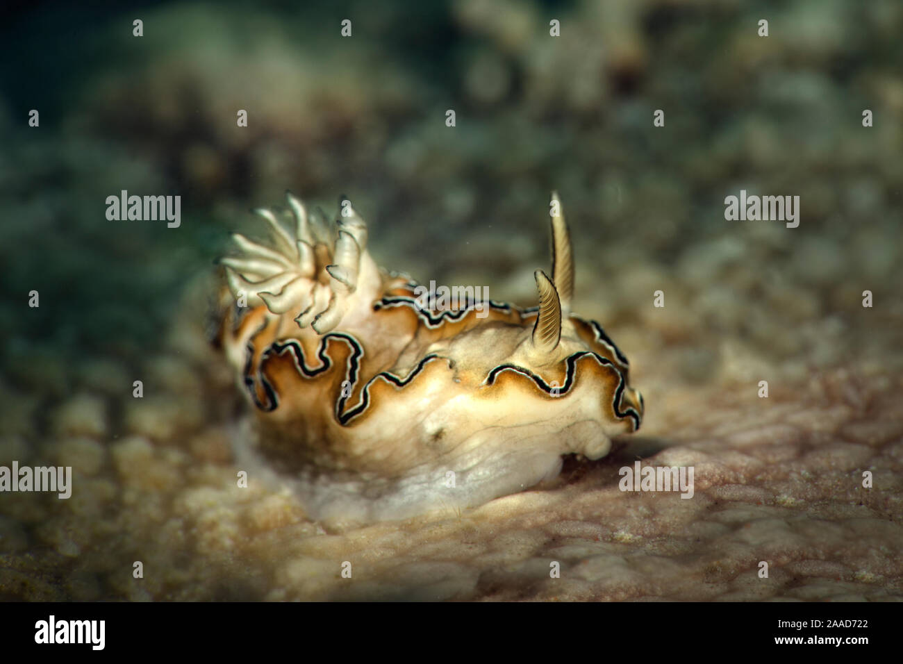 Nudibranch Doriprismatica balut. Underwater macro photography from Romblon, Philippines Stock Photo