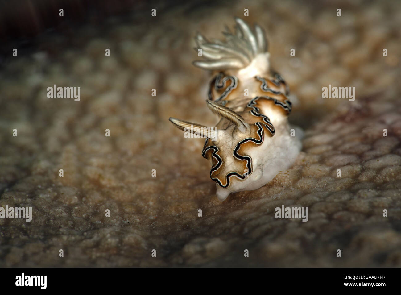 Nudibranch Doriprismatica balut. Underwater macro photography from Romblon, Philippines Stock Photo