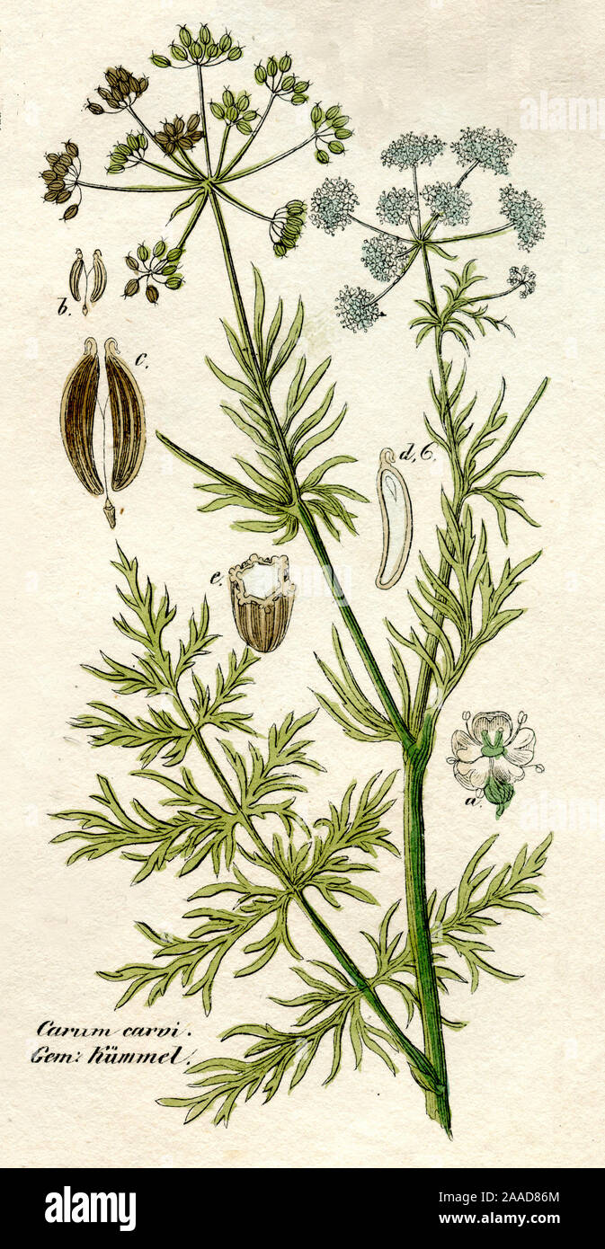 Caraway Carum carvi ,  (botany book, 1850) Stock Photo