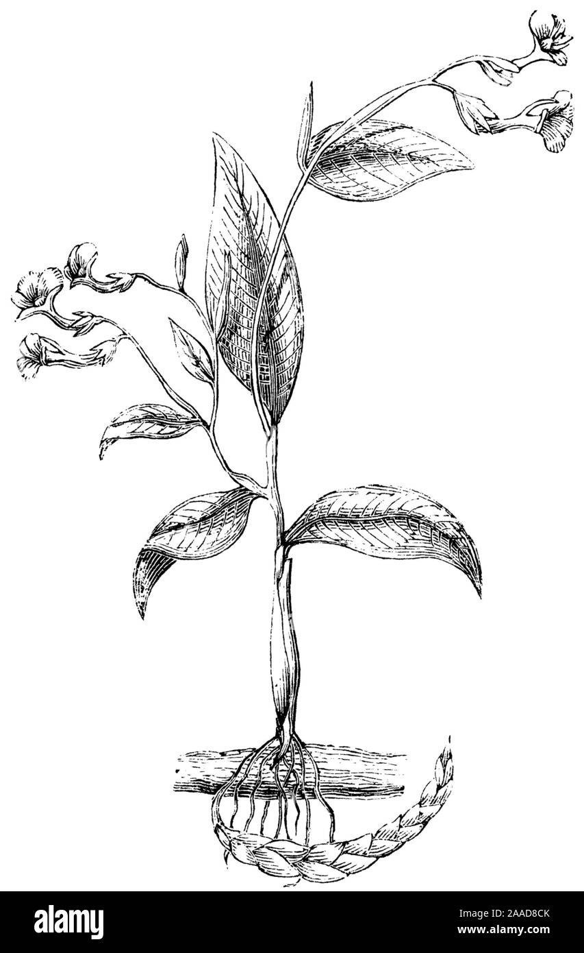 arrowroot, Maranta arundinacea,  (encyclopedia, 1893) Stock Photo