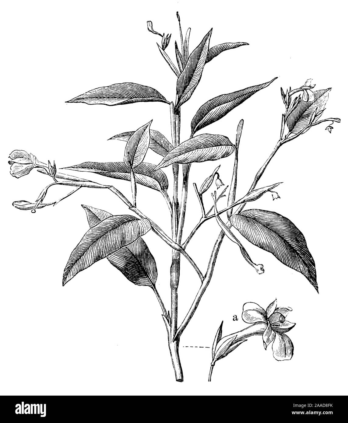 arrowroot, Maranta arundinacea,  (anthropology book, 1894) Stock Photo