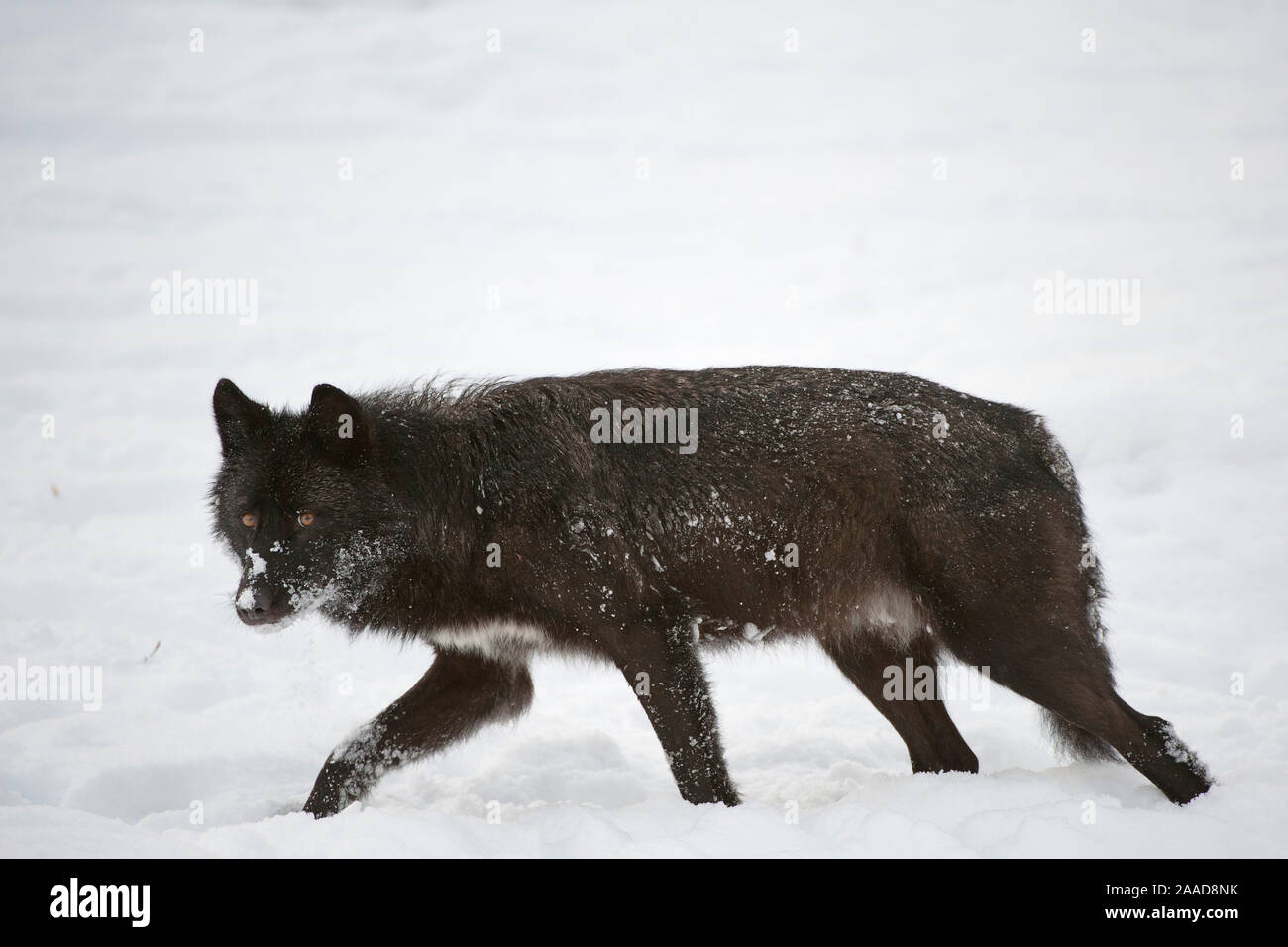 Timberwolf (Canis lupus lycaon) Stock Photo