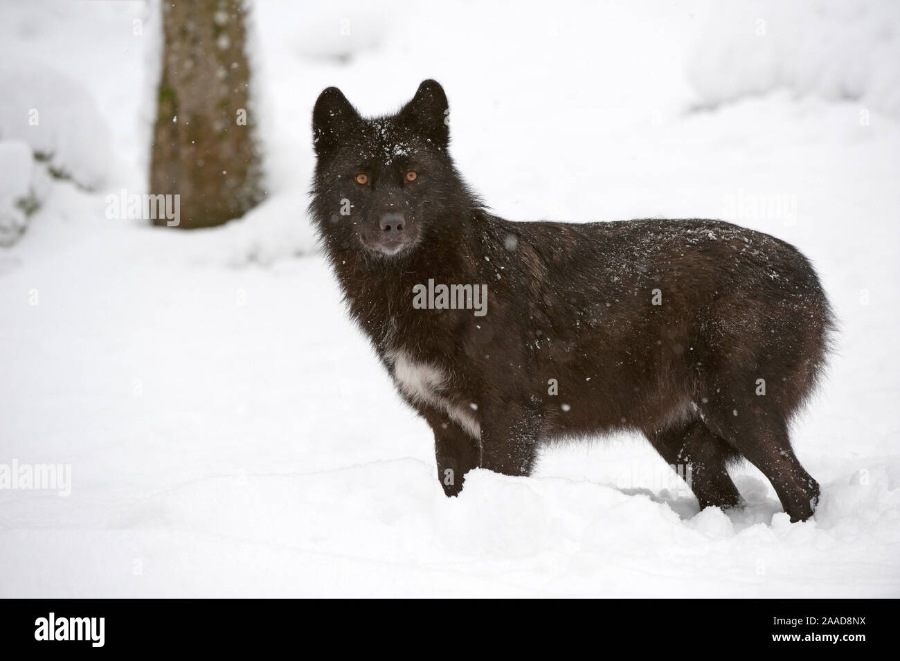 Timberwolf (Canis lupus lycaon) Stock Photo
