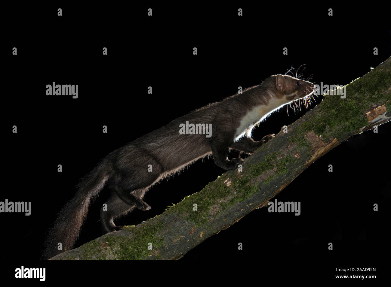 Steinmarder, Hausmarder, klettert am Baum bei Nacht, Martes foina Stock Photo
