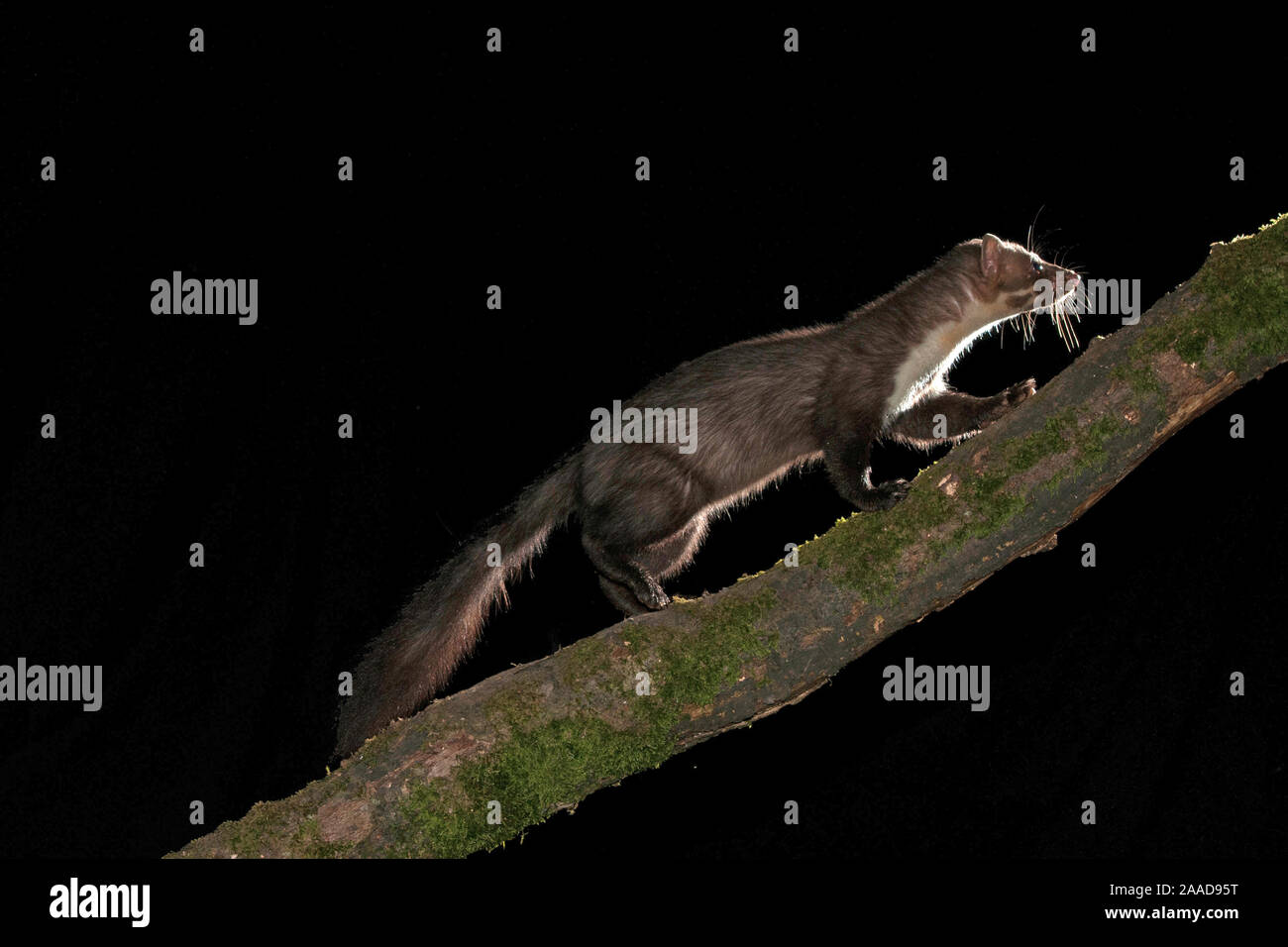 Steinmarder, Hausmarder, klettert am Baum bei Nacht, Martes foina Stock Photo