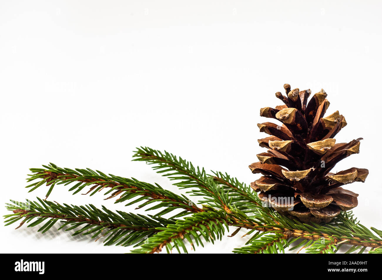 Christmas fir branch with pine cone isolated on white background Stock ...
