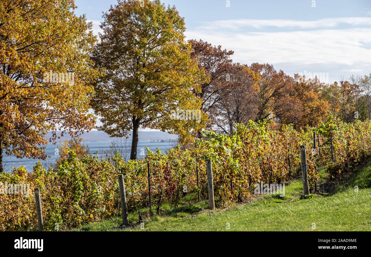 Fall foilage at Finger Lakes Vineyard. Stock Photo