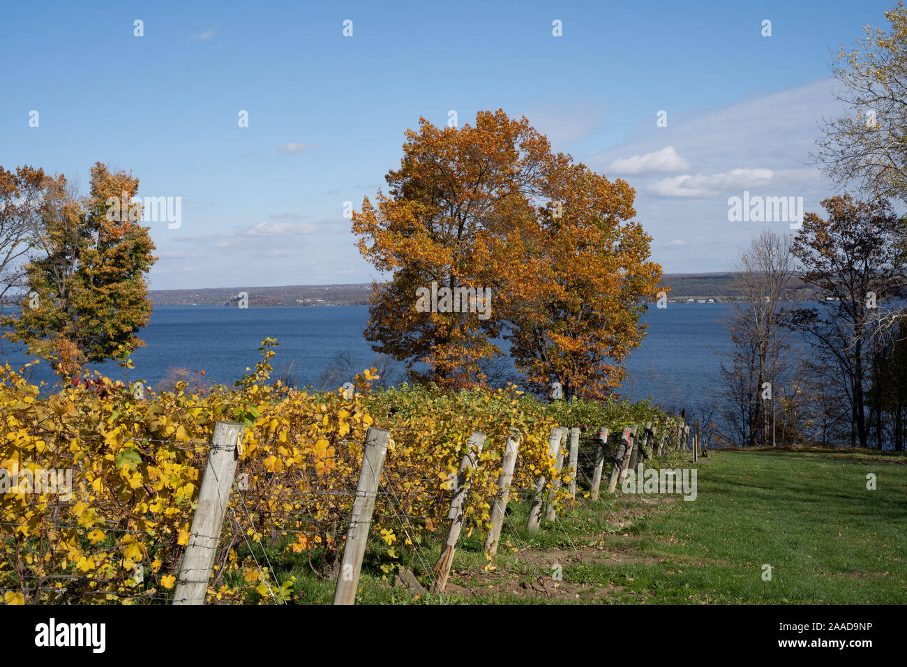 Vineyard fall foliage, Finger Lakes Region, New York Stock Photo - Alamy