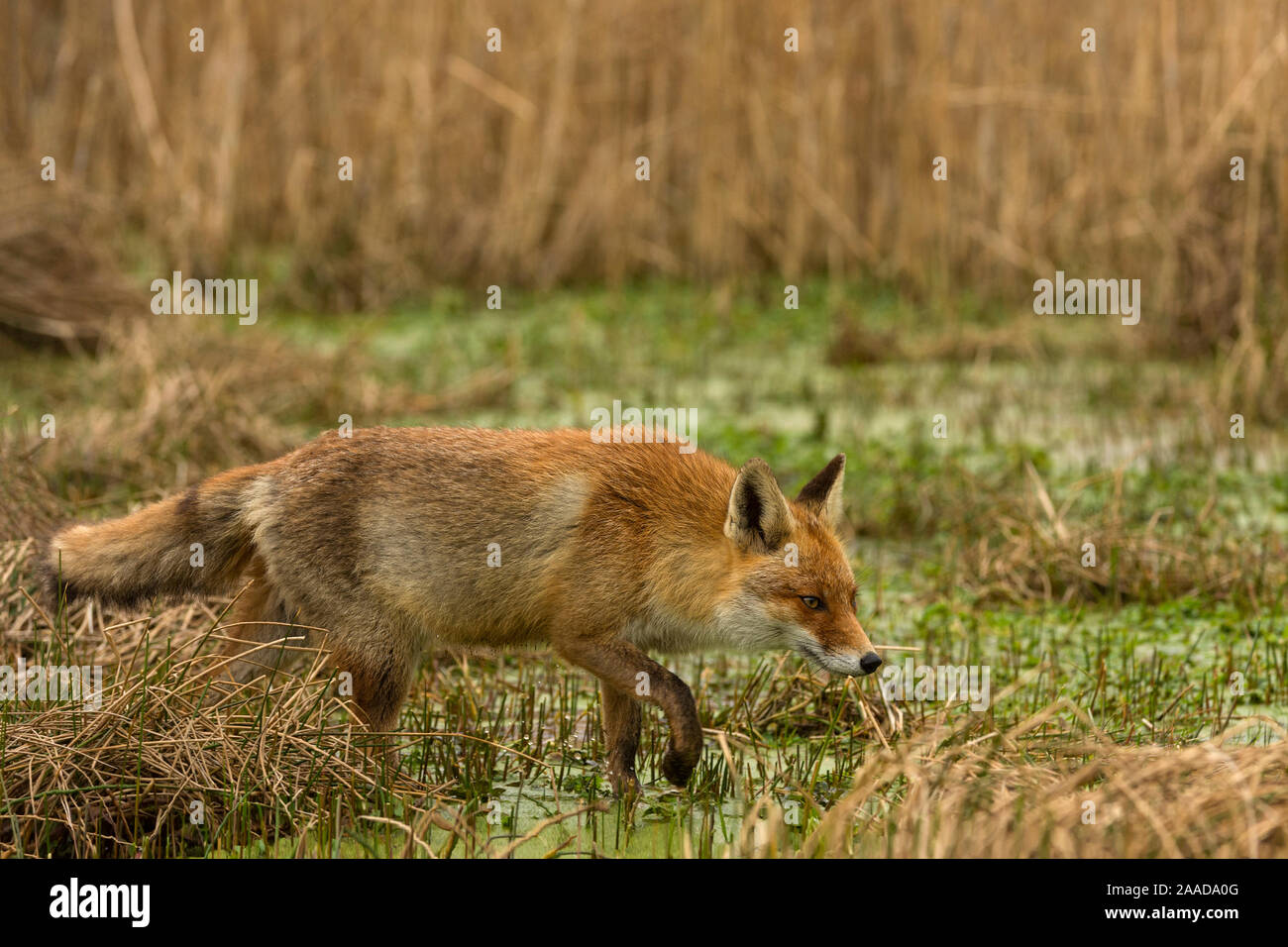 Rotfuchs (Vulpes vulpes) Stock Photo