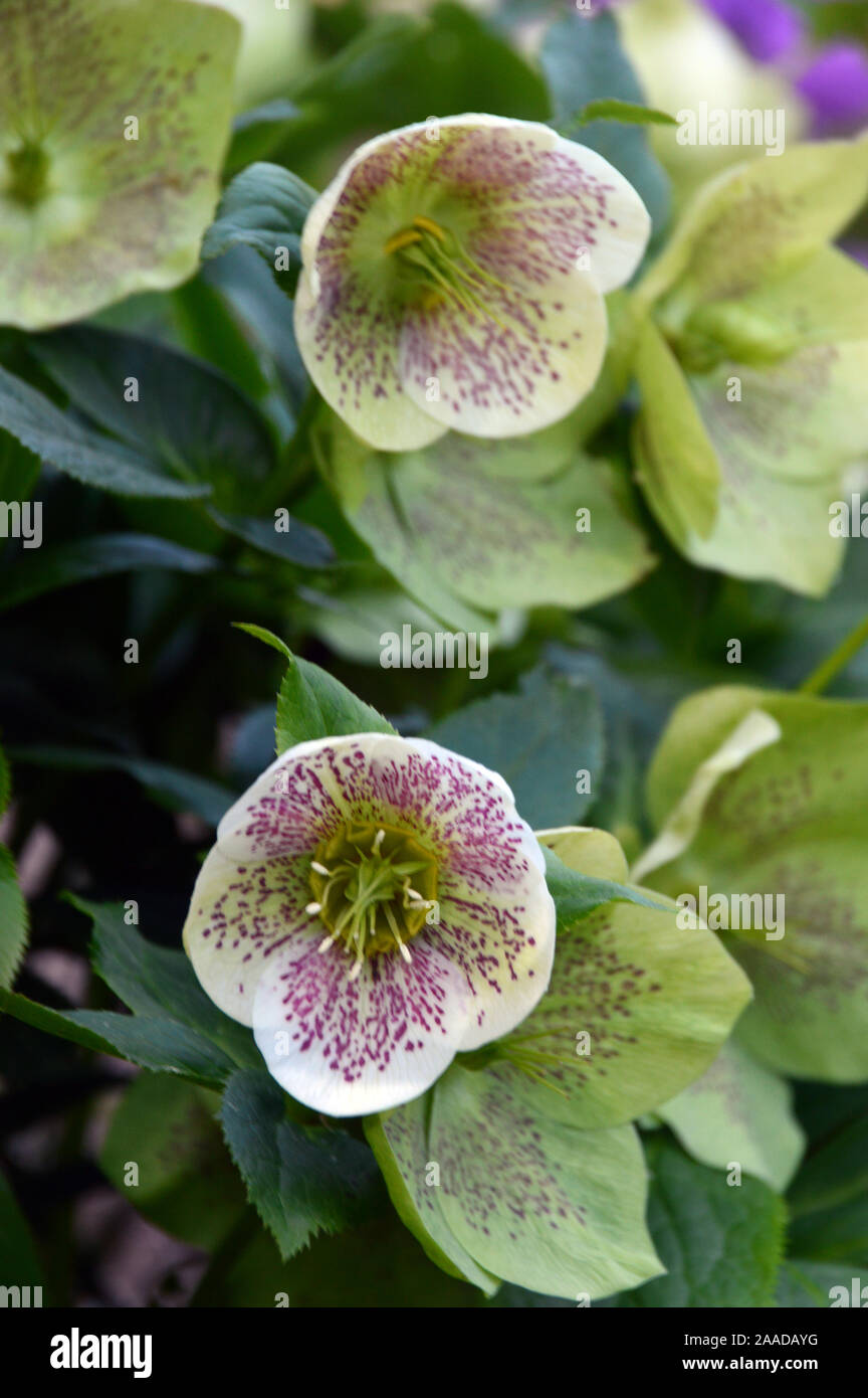 Helleborus Rhs