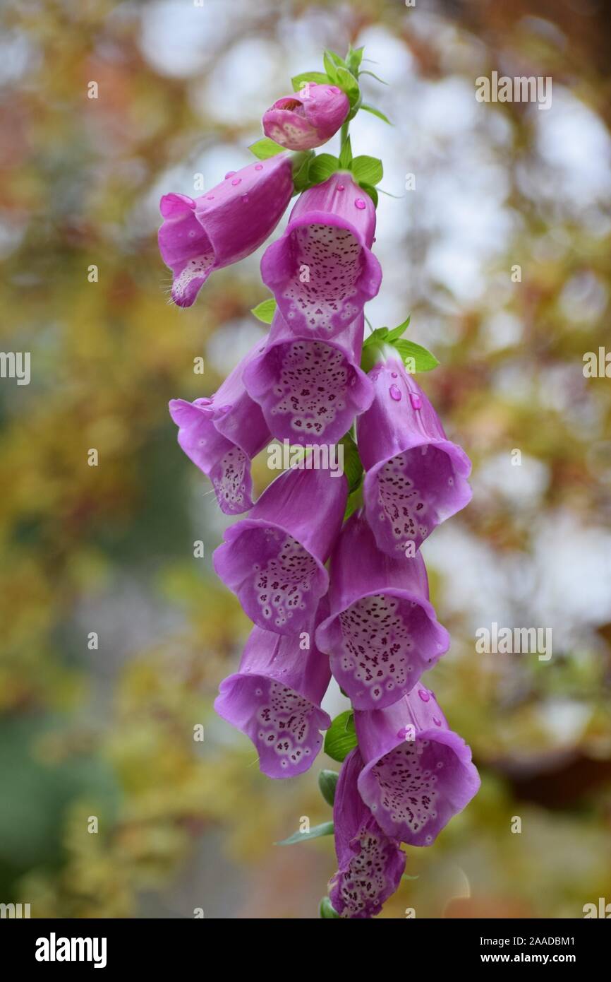 red Foxglove in wet Weather Stock Photo