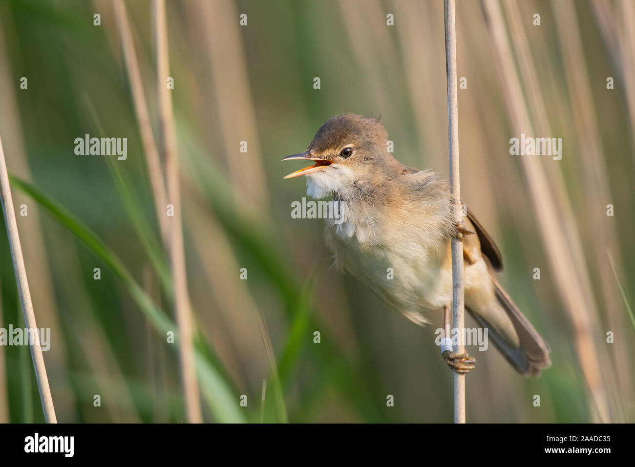 Teichrohrsaenger, Acrocephalus scirpaceus Stock Photo - Alamy