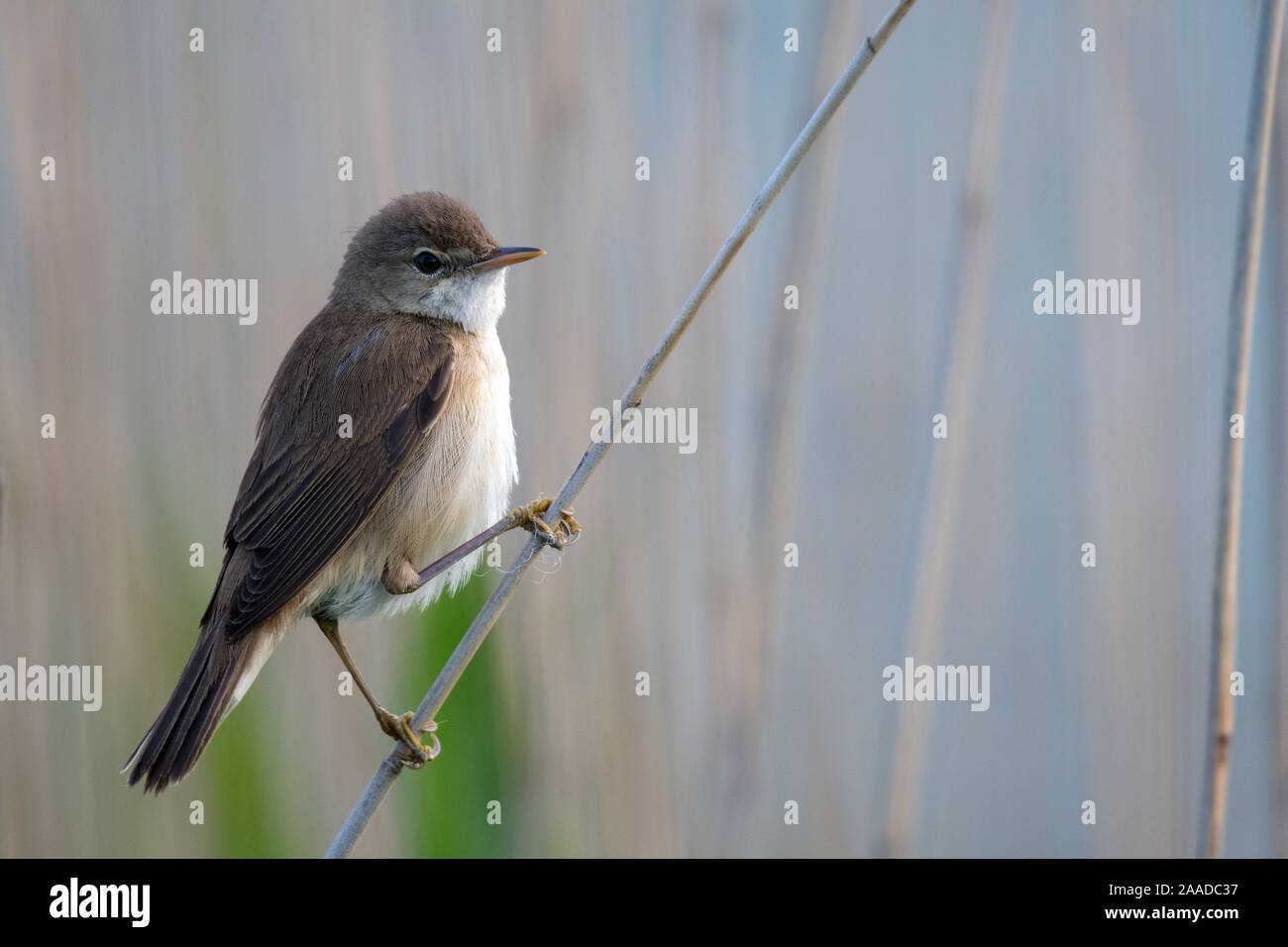 Teichrohrsaenger, Acrocephalus scirpaceus Stock Photo