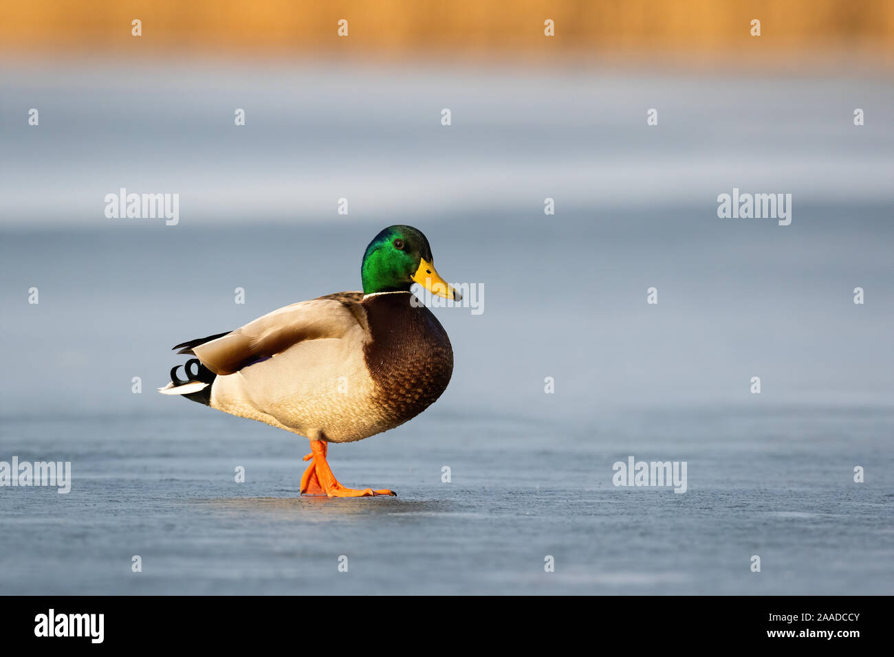 Curious male wild duck standing on frosty pond in wintertime with copy space. Stock Photo