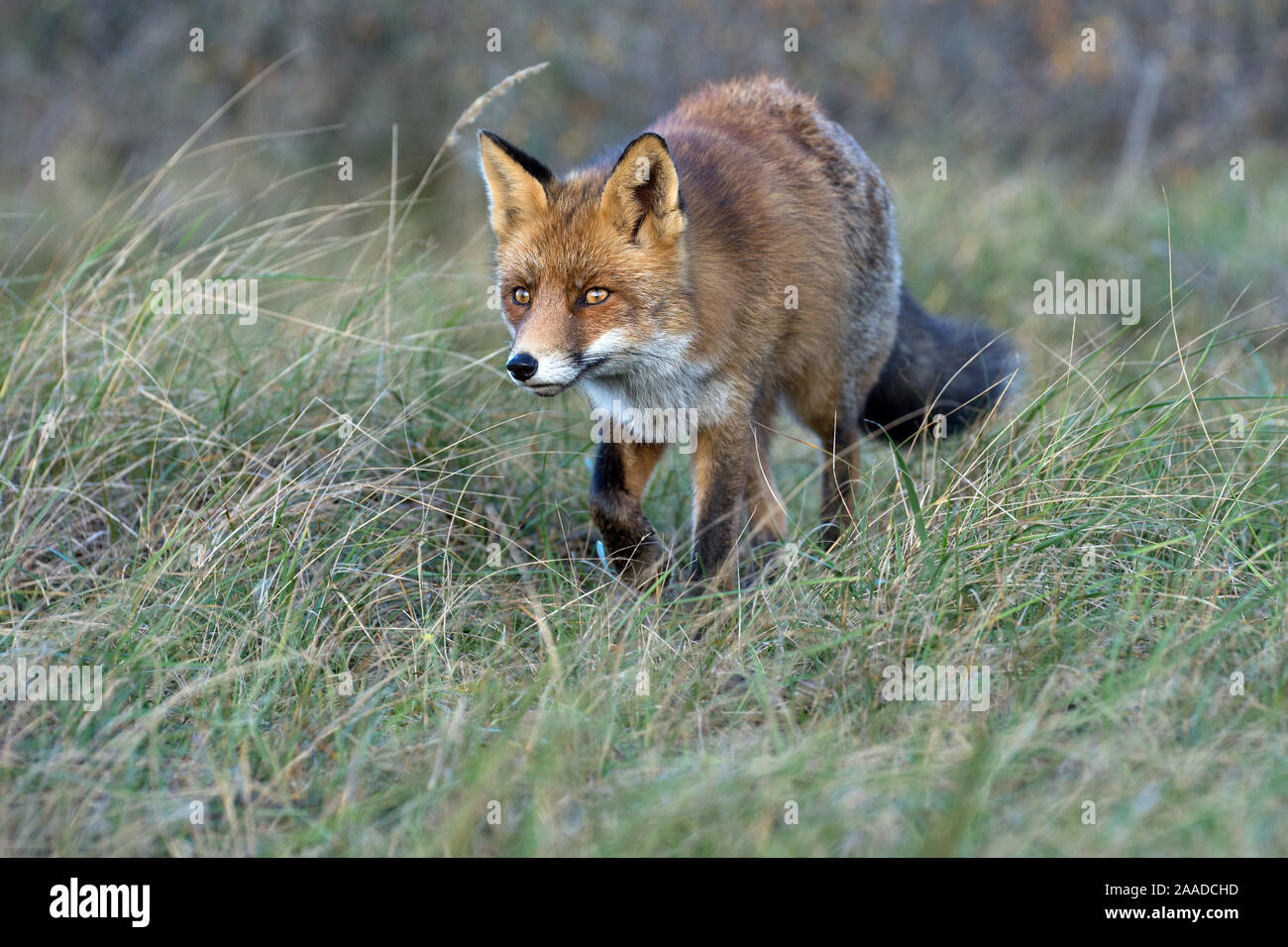 Rotfuchs, Vulpes vulpes, Stock Photo