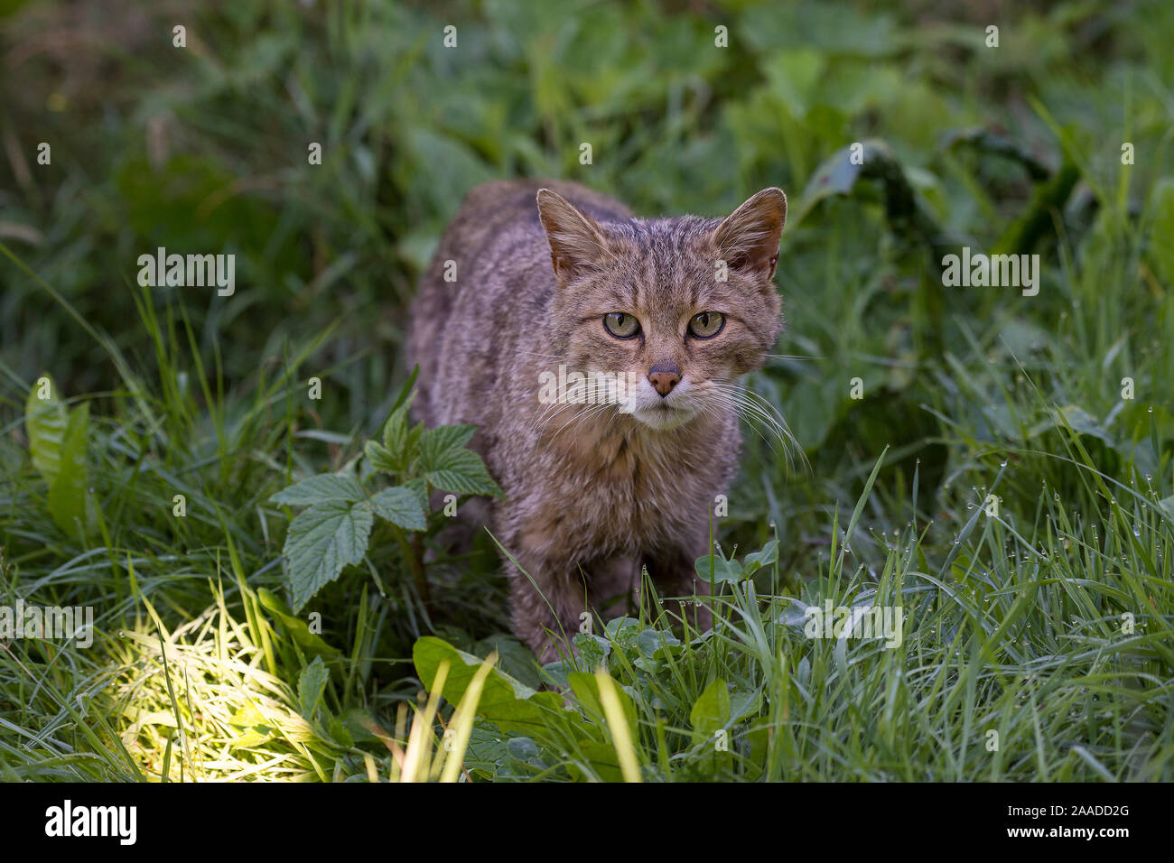 Wildkatze, Felis silvestris Stock Photo