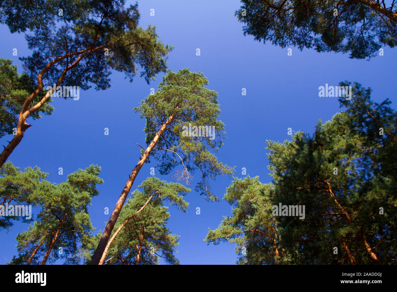 Gemeine Kiefer; Waldkiefer; Pinus silvestris; Stock Photo