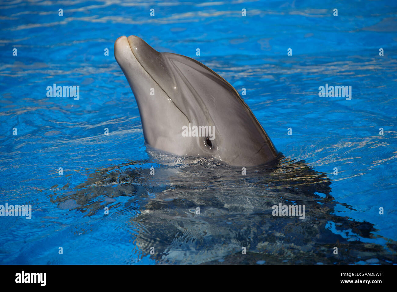 Delphin schaut aus Swimmingpool Stock Photo