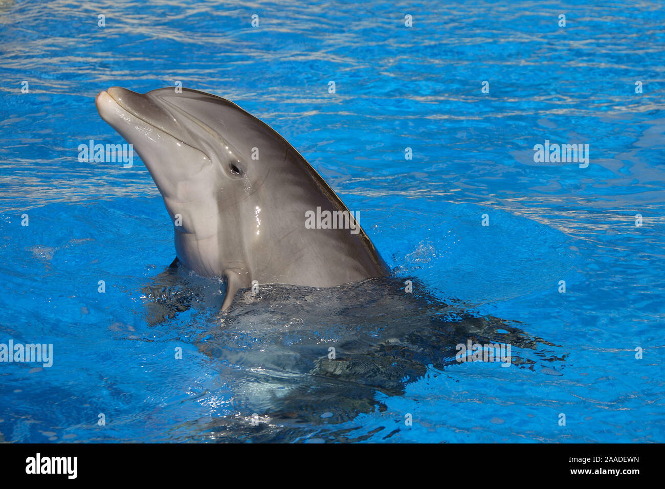 Delphin schaut aus Swimmingpool Stock Photo