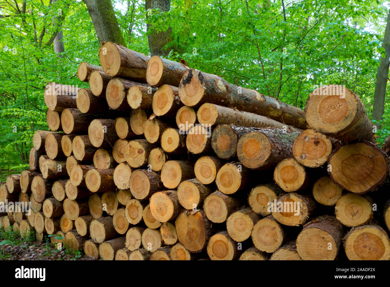 Industrieholz Gemeine Kiefer Pinus silvestris Stock Photo