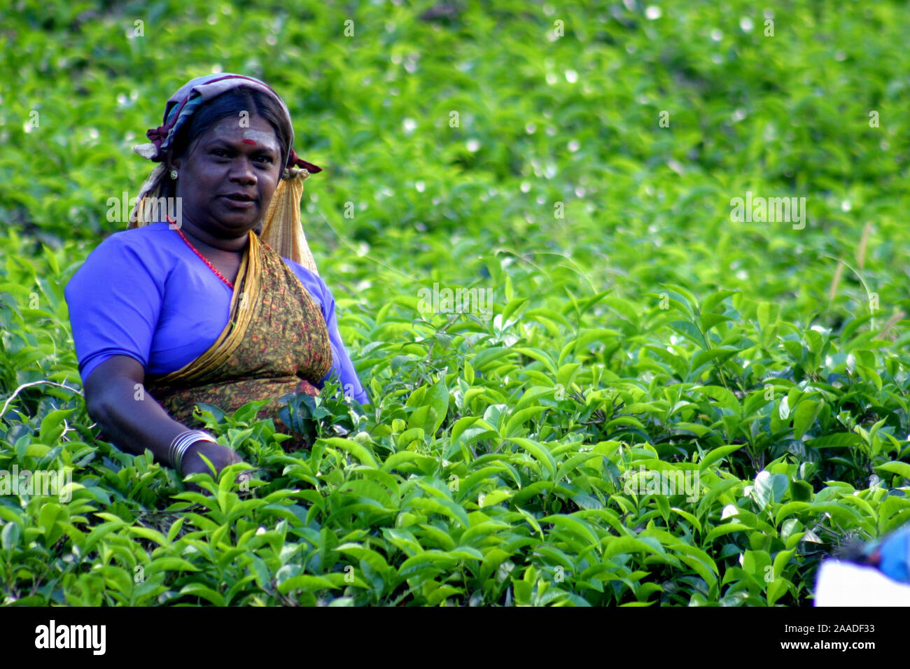 Teepflueckerin in Kandy / Sri Lanka / Ceylon Stock Photo