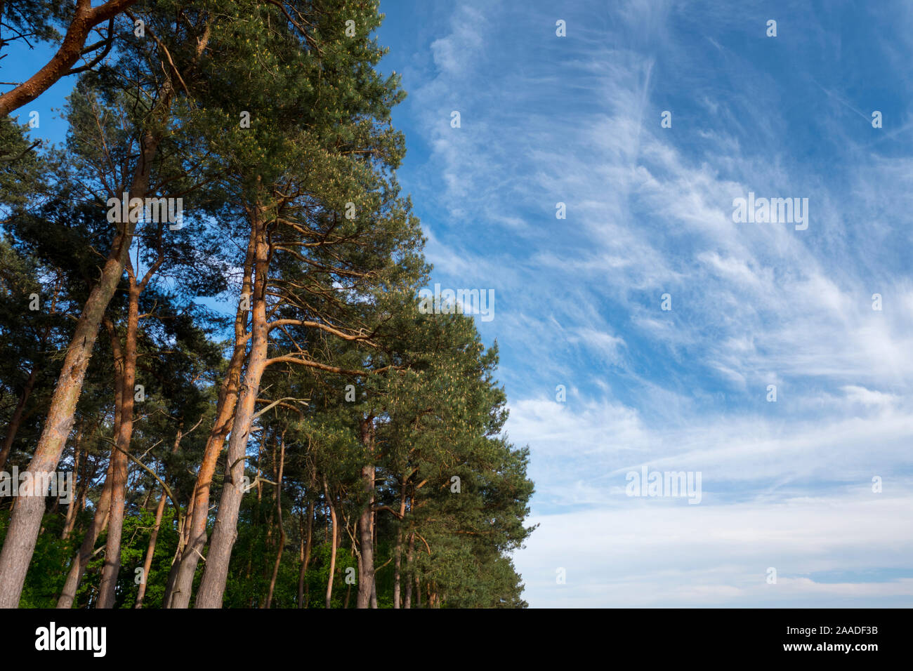 Cirren (Cirrus fibratus,spissatus) Schleierwolken und Gemeine Kiefer, Waldkiefer,Pinus silvestris Stock Photo