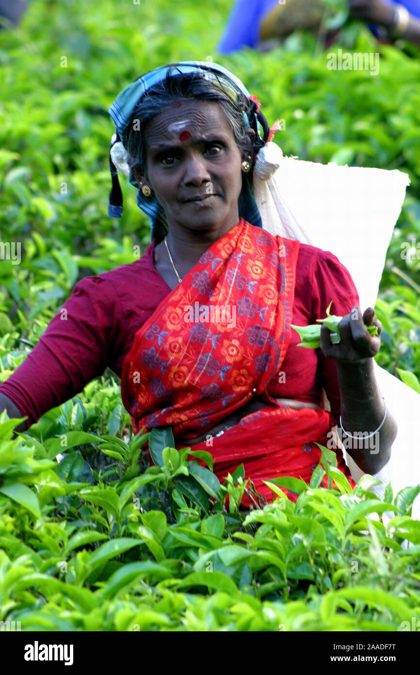 Teepflueckerin in Kandy / Sri Lanka / Ceylon Stock Photo