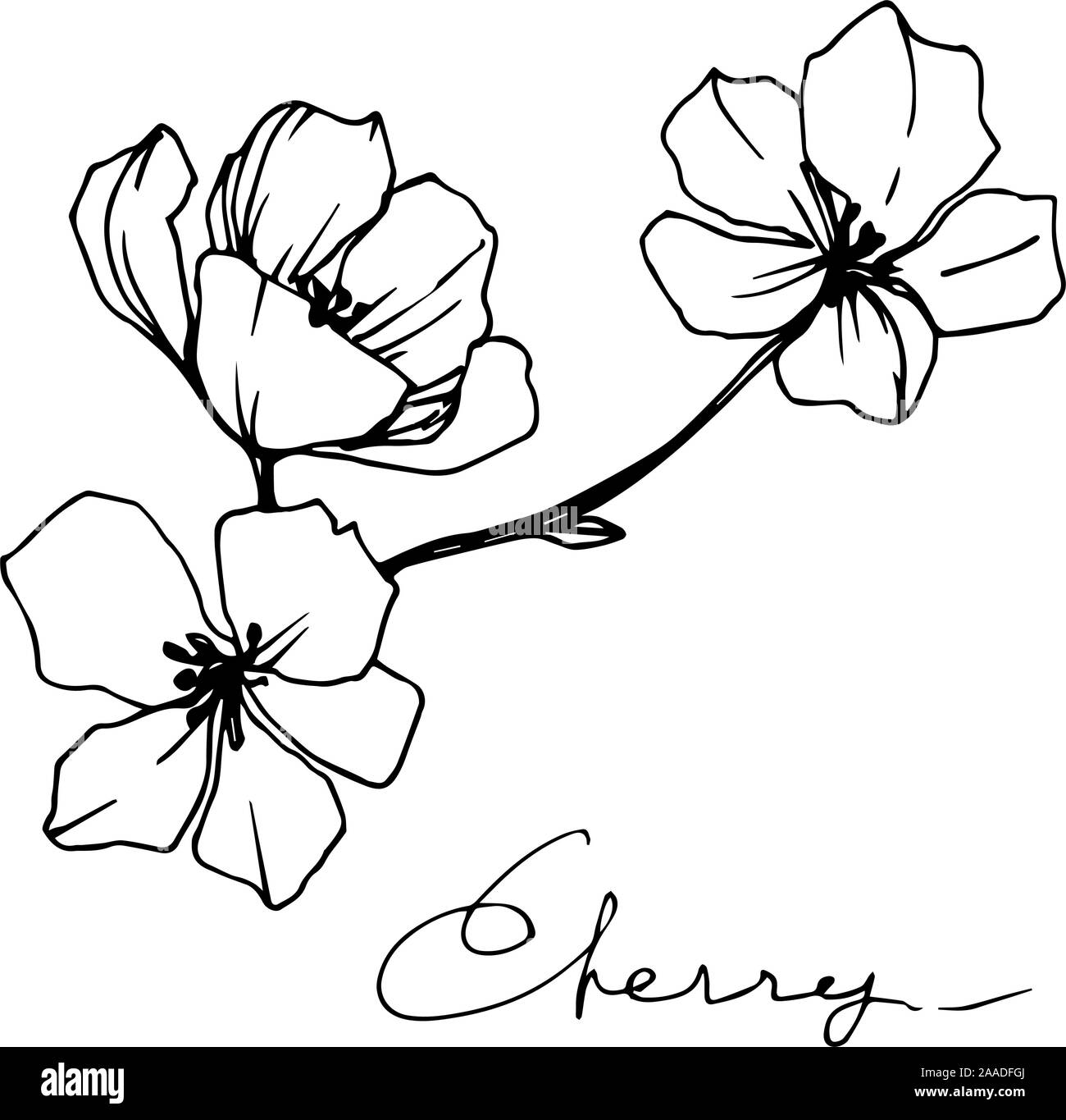 Vector Cherry floral botanical flower. Black and white engraved ink art.  Isolated cherry illustration element Stock Vector Image \u0026 Art - Alamy, image size:1300x1365