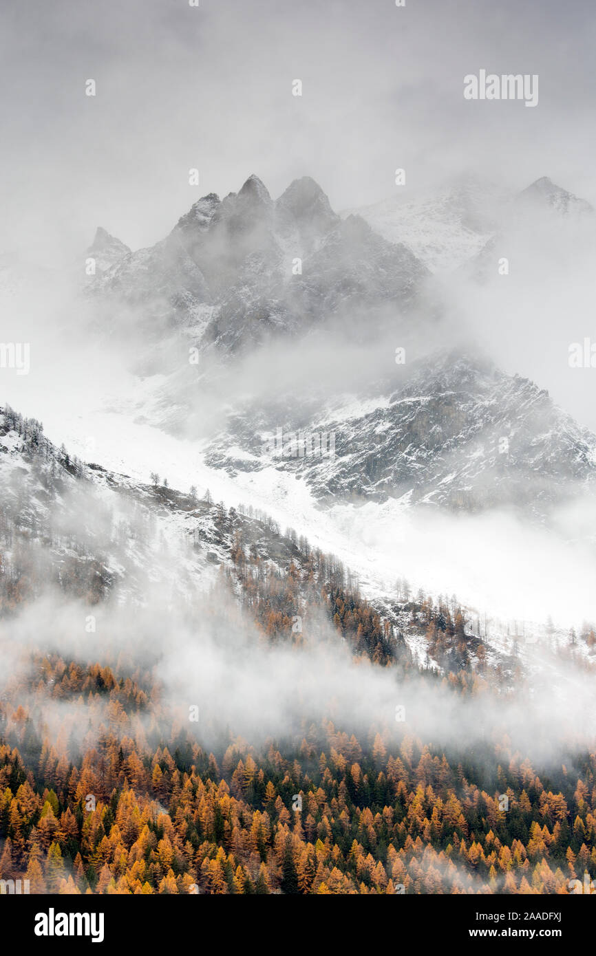 Snow covered mountain sides in Valsavarenche Valley with European larch (Larix decidua) trees in autumn, Gran Paradiso National Parks, Italy, November 2014. Highly commended in the Portfolio category of the Terre Sauvage Nature Images Awards 2017. Stock Photo