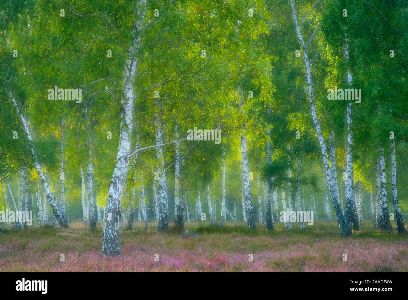 Soft focus Silver birch (Betula pendula) trees with understorey of Common heather (Caluna vulgaris). Schlaubetal Nature Park, Reicherskreuzer Heide, Germany Stock Photo