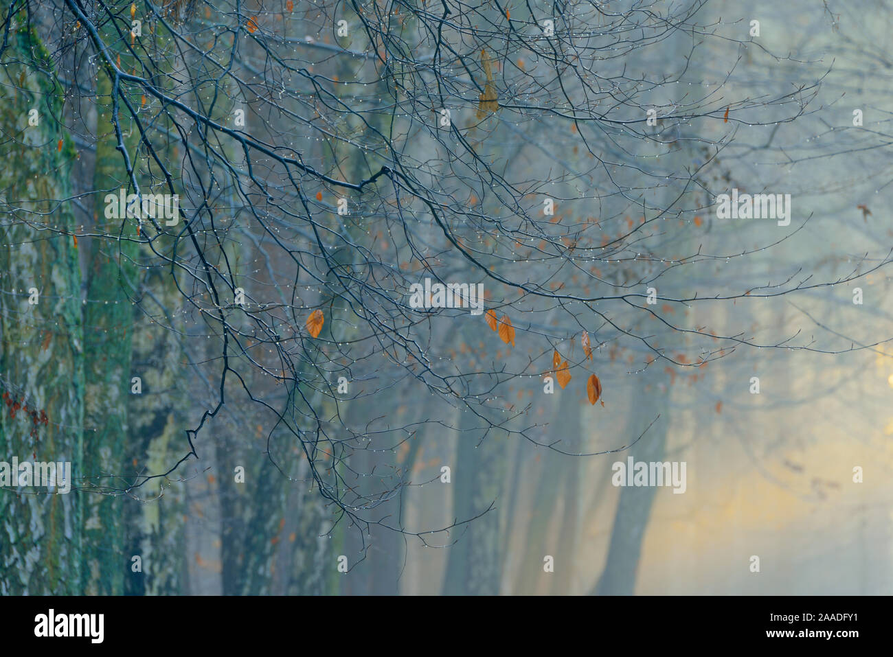 European beech (Fagus sylvatica) and Silver birch (Betula pendula) woodland in mist, Potsdam, Germany, January 2016. Stock Photo