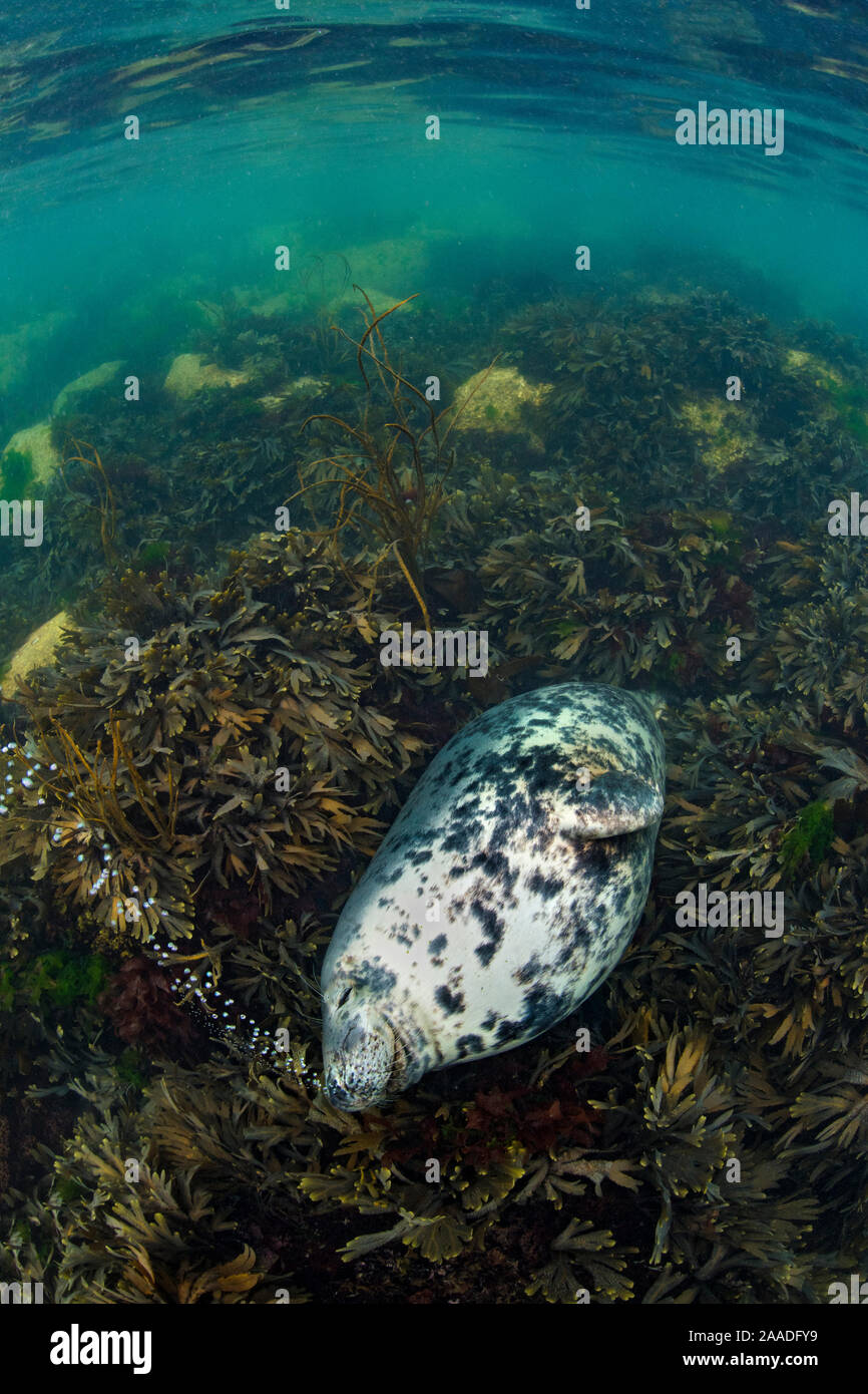 Grey seal (Halichoerus grypus) large female exhales a stream of bubbles as she sleeps on shallow seaweeds (Fucus serratus) Lundy Island, Devon, UK, Bristol Channel, August. Highly commended in the Habitat Category of the British Wildlife Photographer of the Year Awards (BWPA) Competition 2017. Stock Photo