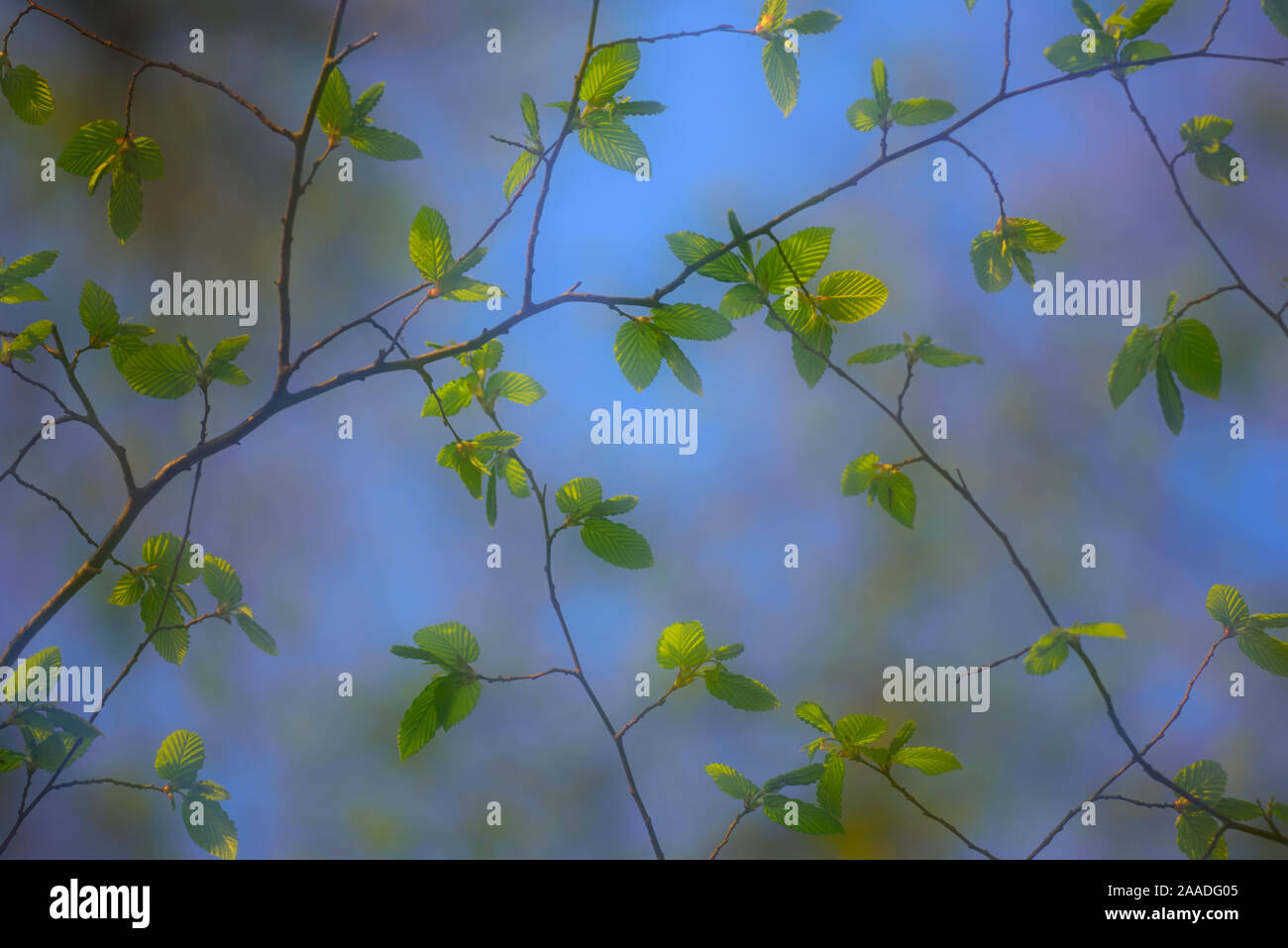 Common hornbeam (Carpinus betulus) leaves Neubrandenburg, Germany, April. Stock Photo