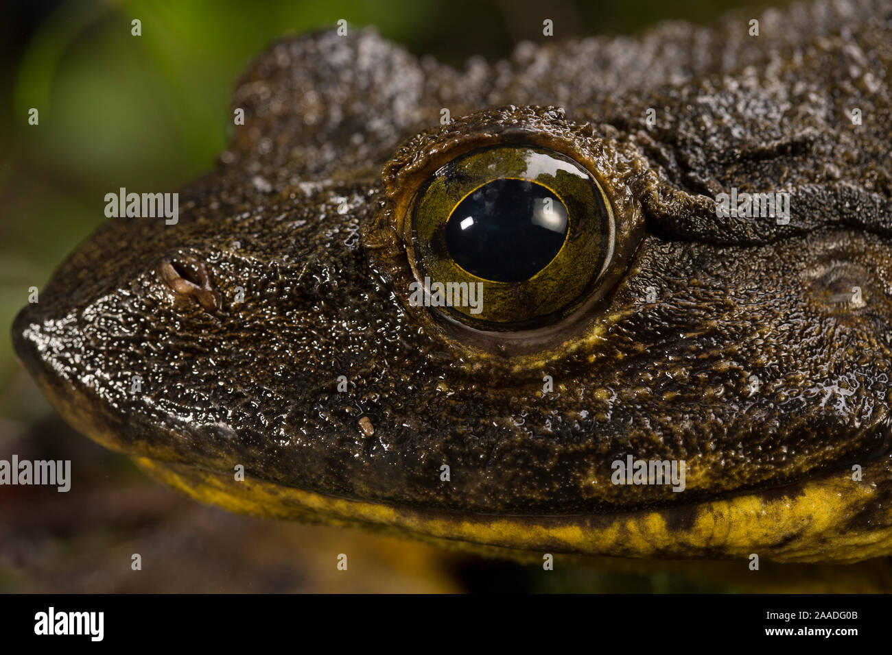 Goliath frog (Conraua goliath) portrait, Cameroon Stock Photo - Alamy