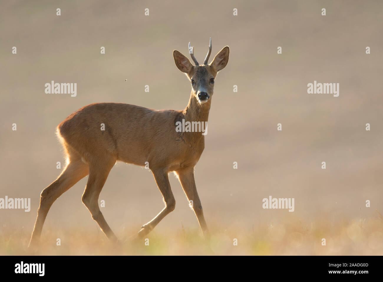 Roe deer (Capreolus capreolus) buck, Burgundy, France, August. Stock Photo