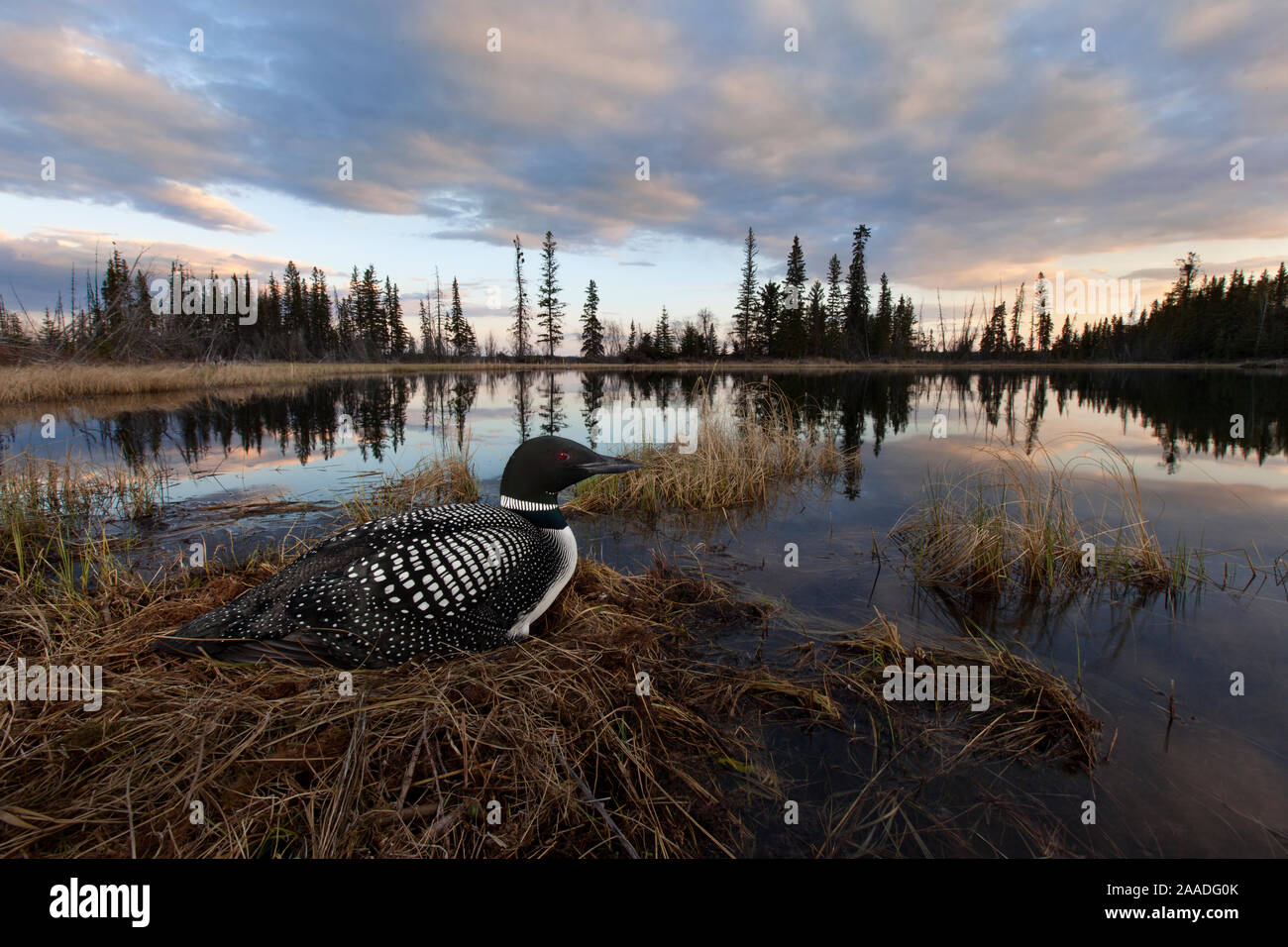 Common loon (Gavia immer) sits on her nest at sunset in the Cariboo region of British Columbia, Canada, taken with remote, May Stock Photo