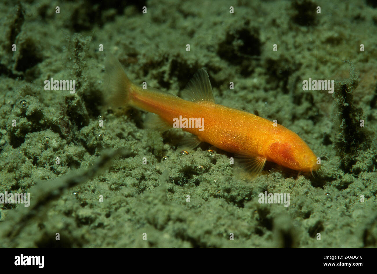 Blind loach (Nemacheilus starostini ) living in  cave in the East of Turkmenistan Stock Photo