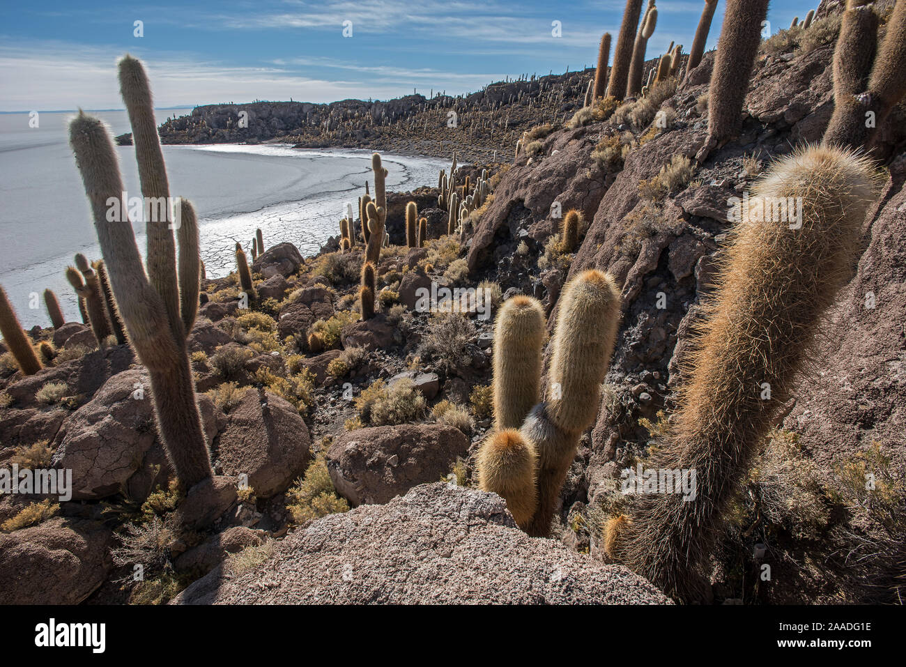 Isla Island Incahuasi With Cacti In The Salar De Uyuni Salt Flat Isla Island Incahuasi With Cacti In The Salar De Uyuni Salt Flat