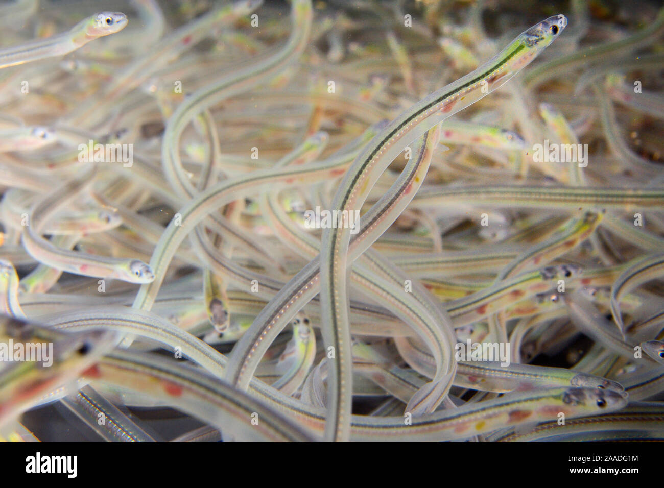 Young European eel (Anguilla anguilla) elvers, or glass eels, caught