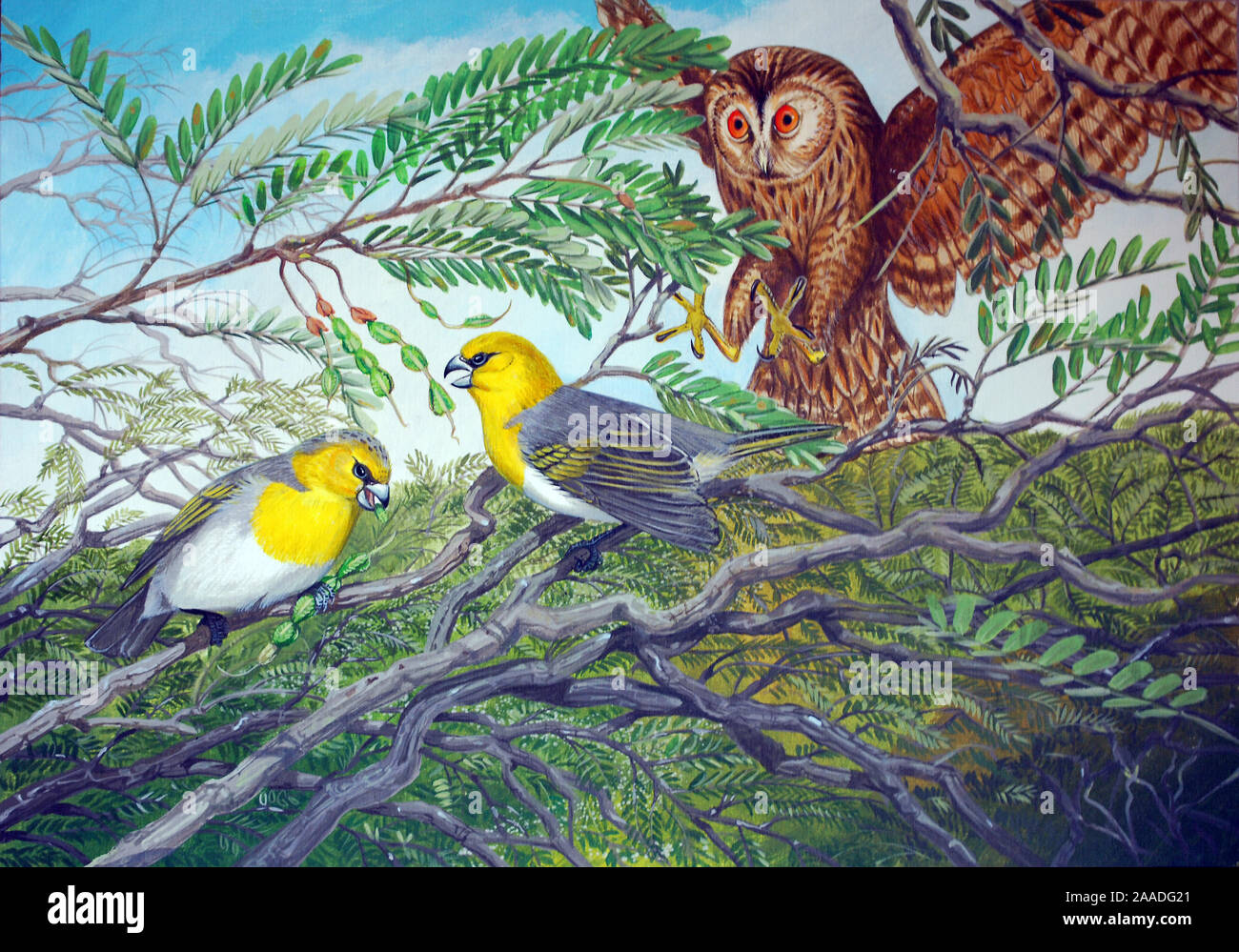 Illustration of extinct birds, Oahu stilt owl (Grallistrix orion) hunting a pair of Palila Loxioides bailleui feeding on the pods of Mamane (Sophora chrysophylla) Stock Photo