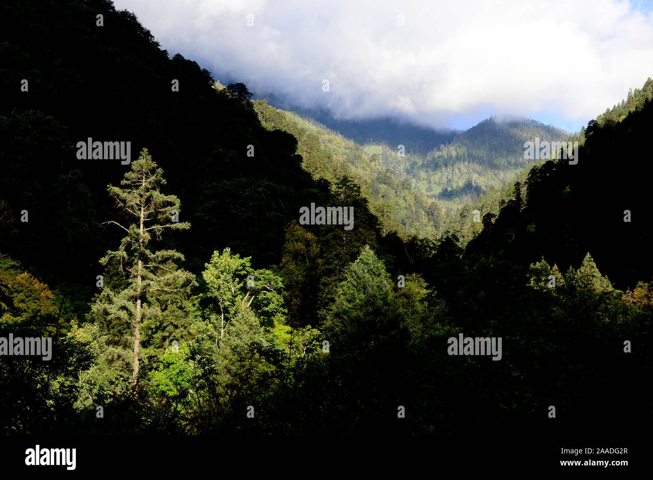Mountain forests where the Yunnan snub-nosed monkey  (Rhinopithecus bieti) lives, Yunnan, China. Stock Photo