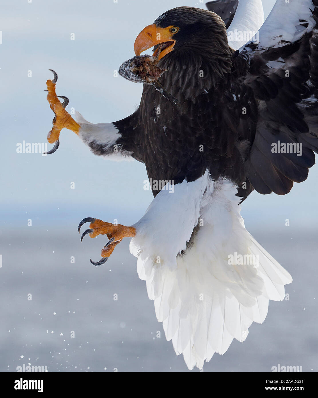 Steller's Sea Eagle (Haliaeetus pelagicus)  with prey in beak in mid-air, Hokkaido, Japan, February. Stock Photo